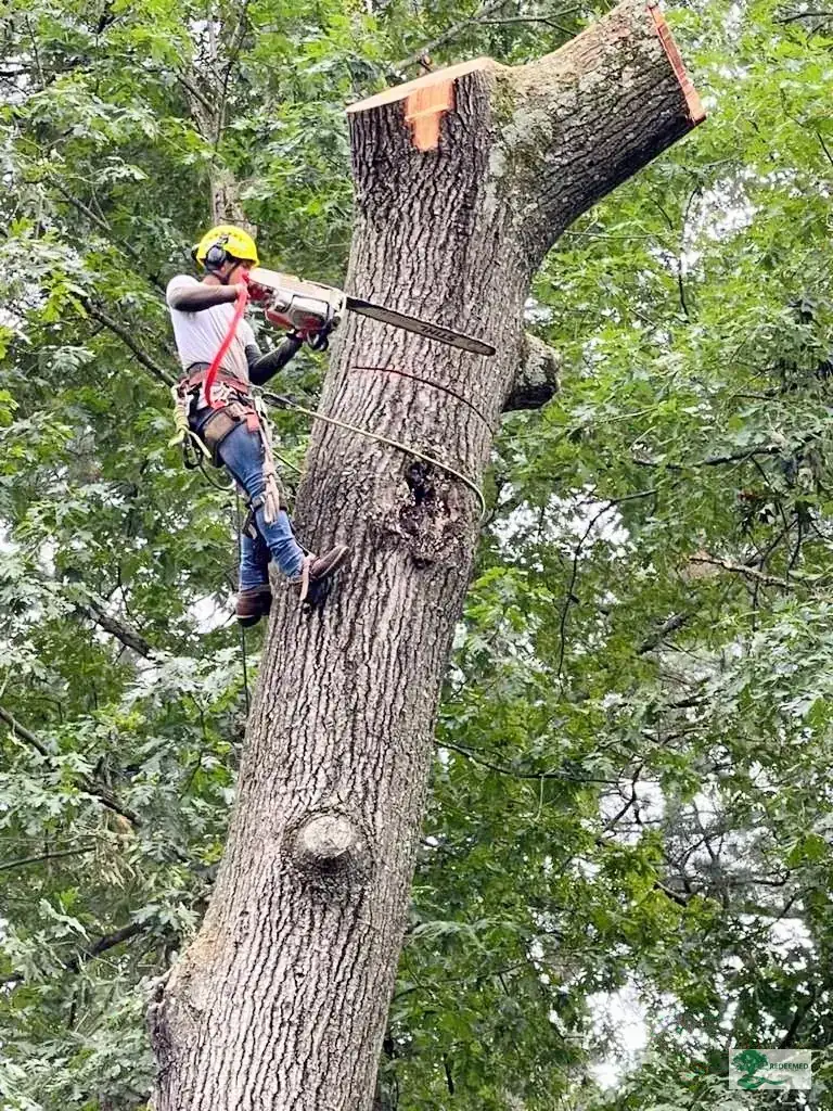 Cleared Tree Storm Cleanup